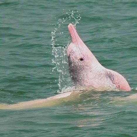 Everything To Know About Hong Kong’s Largest Marine Park In North Lantau